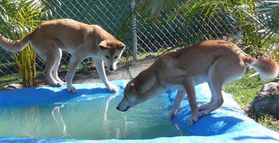 dingoes