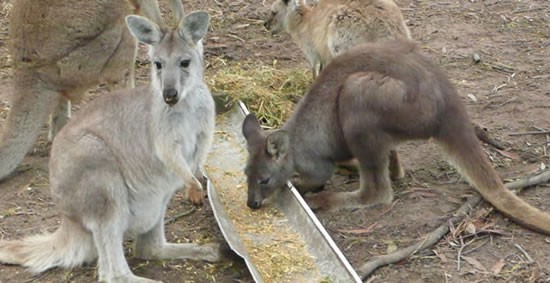 kangaroos